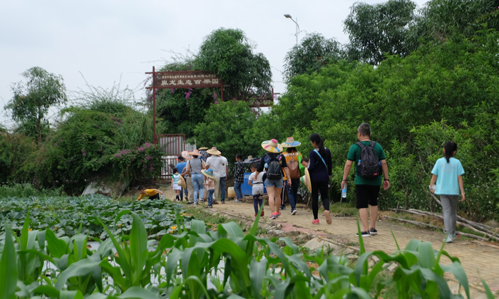 700 5準(zhǔn)備采摘.jpg