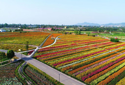 成都龍泉驛蔚然花海拓展基地