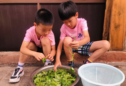 摘菜