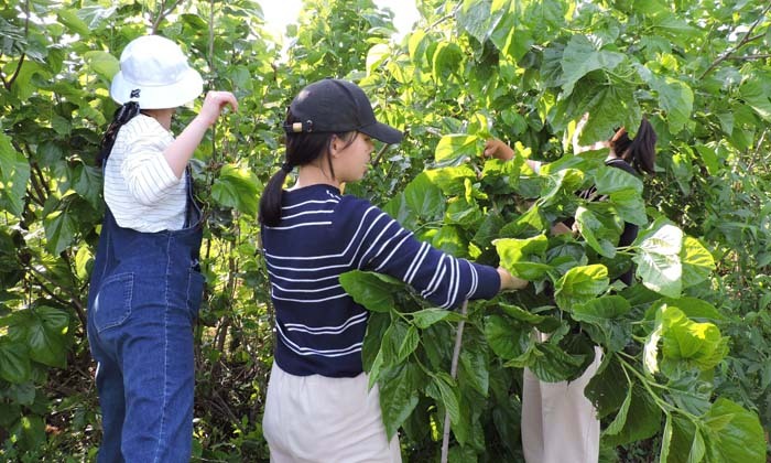 洛陽夏令營收費(fèi)