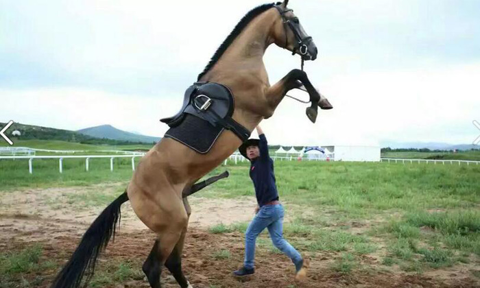 馬術夏令營中孩子和馬一起生活