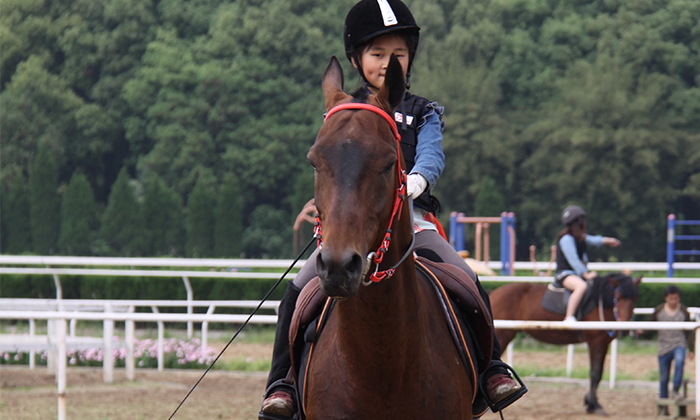 馬術(shù)夏令營價格