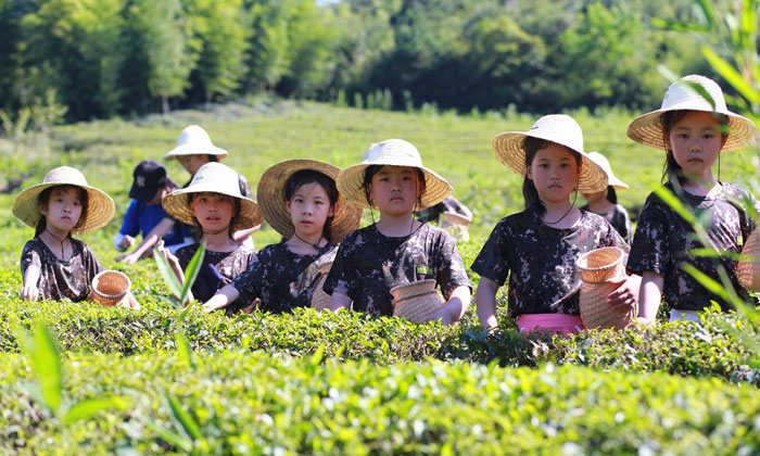孩子們在采茶葉