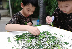 養(yǎng)蠶寶寶
