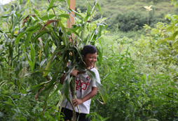 扛著草