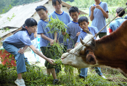 黃牛吃草