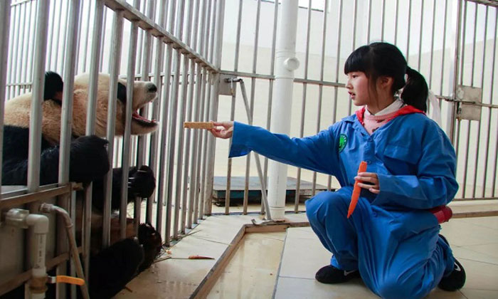孩子去淘熊貓夏令營的收獲