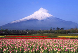 日本音樂餐廳帶來了富士山文化