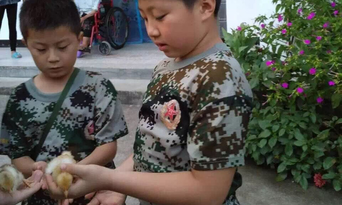 好可愛的小雞