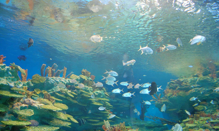 體驗(yàn)極地海洋世界