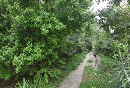 營(yíng)地的小路