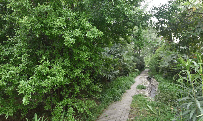 營地的小路