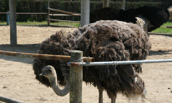 小海豚夏令營帶你看鴕鳥