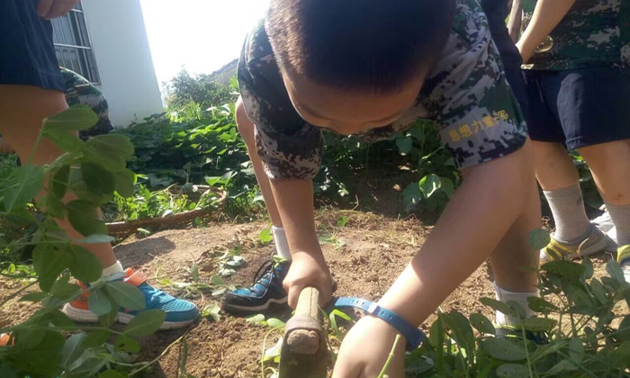 學員認真挖花生