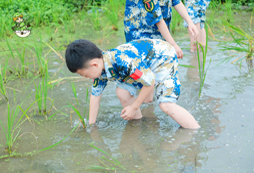 農(nóng)耕插秧活動