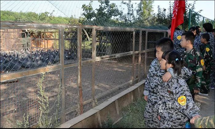 新疆小學(xué)生軍事夏令營