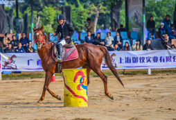 胤龍馬術(shù)夏令營的課程內(nèi)容都有哪些？