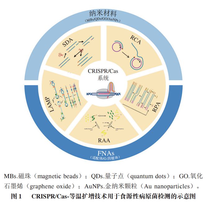 《食品科學》：東北農業(yè)大學張微副研究員等：CRISPRCas-等溫擴增技術在食源性病原菌檢測中的研究進展(圖2)