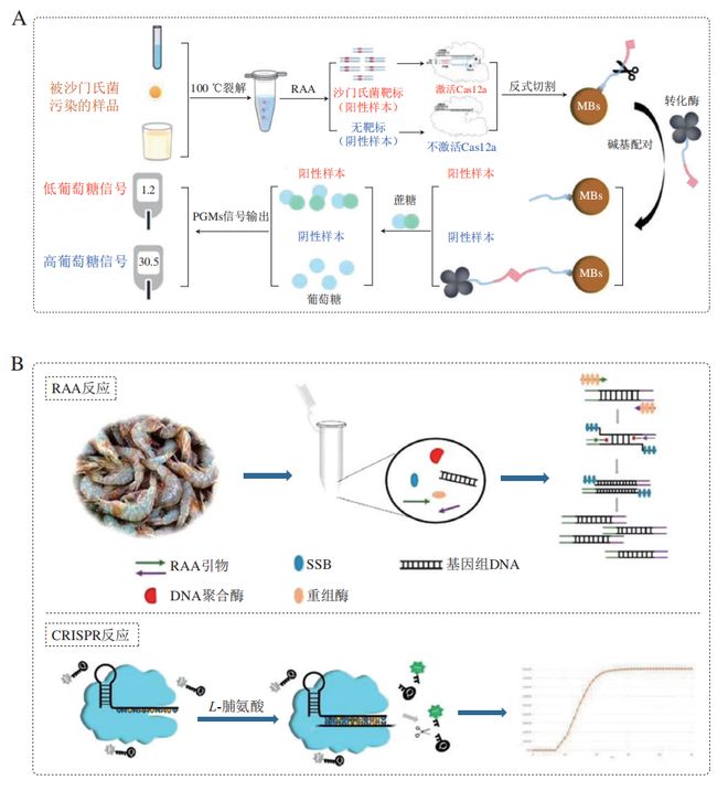《食品科學》：東北農業(yè)大學張微副研究員等：CRISPRCas-等溫擴增技術在食源性病原菌檢測中的研究進展(圖5)