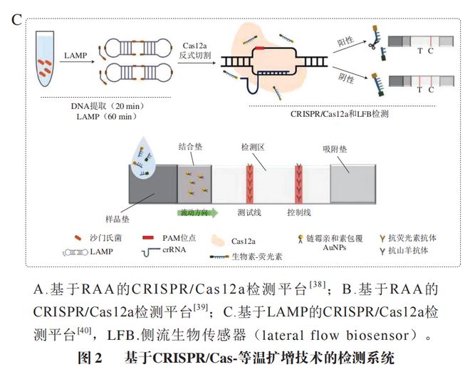 《食品科學》：東北農業(yè)大學張微副研究員等：CRISPRCas-等溫擴增技術在食源性病原菌檢測中的研究進展(圖6)