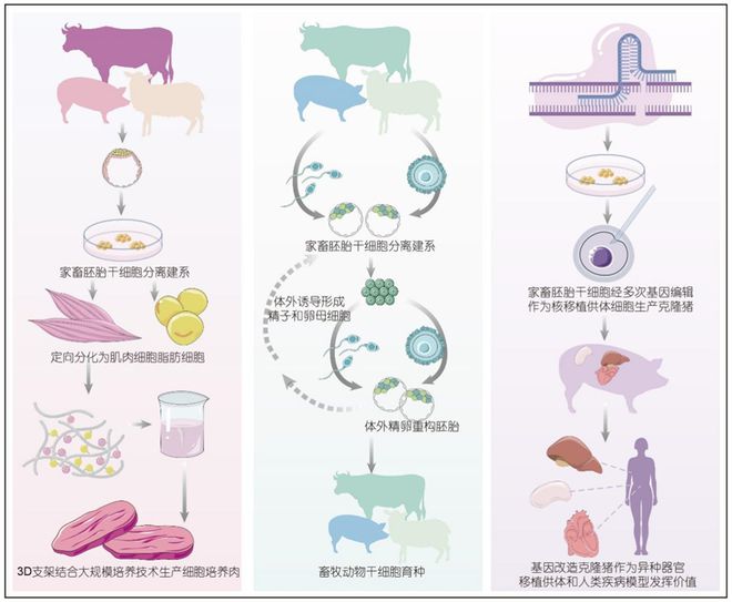 科學(xué)通報(bào)豬多能干細(xì)胞與基因編輯技術(shù)創(chuàng)新及應(yīng)用(圖1)