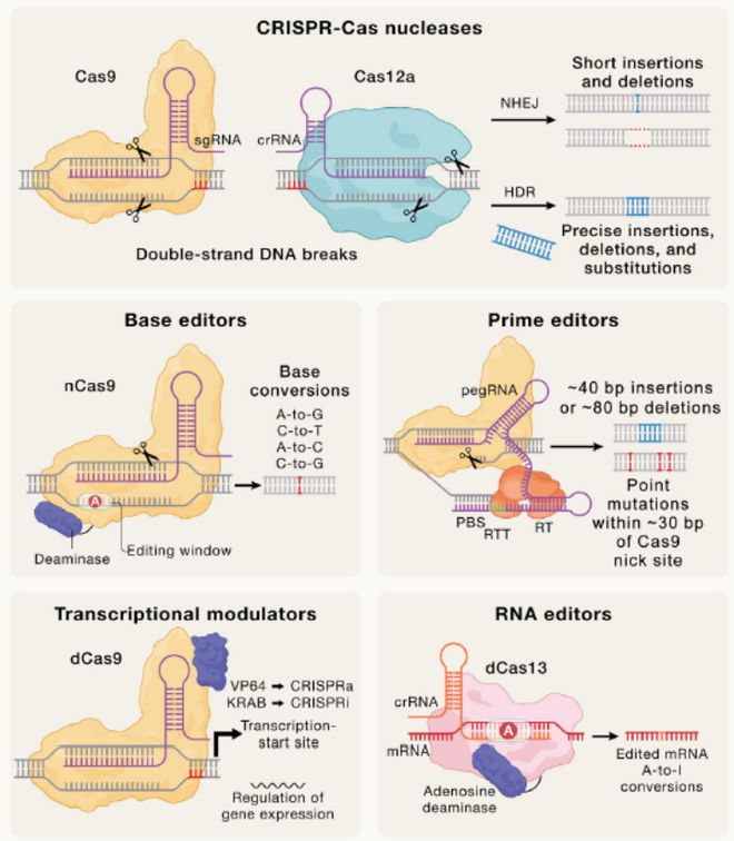 Cell｜CRISPR基因編輯技術(shù)的過去、現(xiàn)在和未來(圖4)