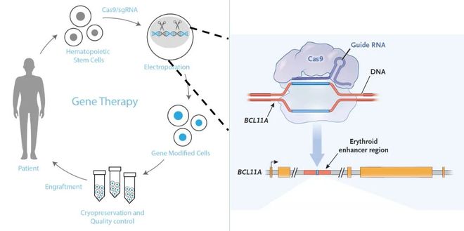 5年新生！邦耀生物全球首例CRISPR治愈β0β0型重度地貧患兒健康生活超5年(圖3)